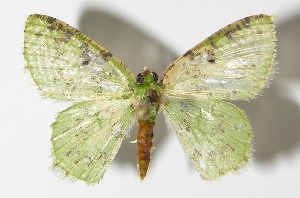  ( - 13-SRNP-68278)  @13 [ ] CreativeCommons - Attribution Non-Commercial Share-Alike (2014) Daniel H. Janzen Guanacaste Dry Forest Conservation Fund