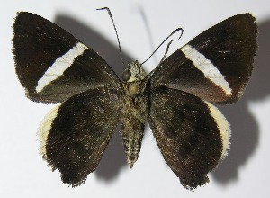  ( - 13-SRNP-69375)  @12 [ ] CreativeCommons - Attribution Non-Commercial Share-Alike (2014) Daniel H. Janzen Guanacaste Dry Forest Conservation Fund