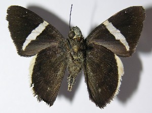  ( - 13-SRNP-69459)  @12 [ ] CreativeCommons - Attribution Non-Commercial Share-Alike (2014) Daniel H. Janzen Guanacaste Dry Forest Conservation Fund