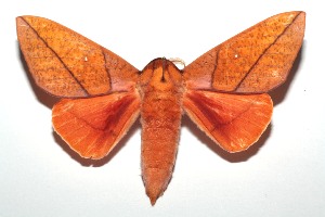  ( - 14-SRNP-103350)  @14 [ ] CreativeCommons - Attribution Non-Commercial Share-Alike (2015) Daniel H. Janzen Guanacaste Dry Forest Conservation Fund