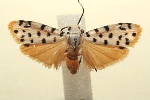  ( - 14-SRNP-103388)  @14 [ ] CreativeCommons - Attribution Non-Commercial Share-Alike (2015) Daniel H. Janzen Guanacaste Dry Forest Conservation Fund