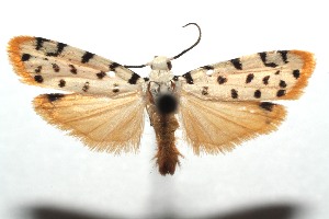  ( - 14-SRNP-103398)  @14 [ ] CreativeCommons - Attribution Non-Commercial Share-Alike (2015) Daniel H. Janzen Guanacaste Dry Forest Conservation Fund