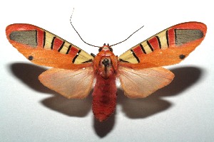  ( - 14-SRNP-103608)  @14 [ ] CreativeCommons - Attribution Non-Commercial Share-Alike (2015) Daniel H. Janzen Guanacaste Dry Forest Conservation Fund