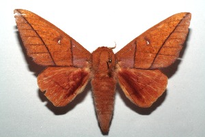  ( - 14-SRNP-103687)  @14 [ ] CreativeCommons - Attribution Non-Commercial Share-Alike (2015) Daniel H. Janzen Guanacaste Dry Forest Conservation Fund