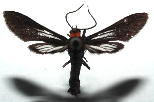  ( - 14-SRNP-103807)  @13 [ ] CreativeCommons - Attribution Non-Commercial Share-Alike (2015) Daniel H. Janzen Guanacaste Dry Forest Conservation Fund