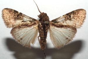  ( - 14-SRNP-104031)  @12 [ ] CreativeCommons - Attribution Non-Commercial Share-Alike (2015) Daniel H. Janzen Guanacaste Dry Forest Conservation Fund