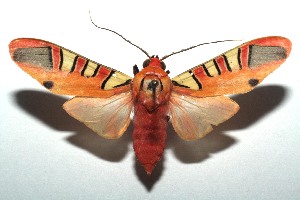  ( - 14-SRNP-104196)  @14 [ ] CreativeCommons - Attribution Non-Commercial Share-Alike (2015) Daniel H. Janzen Guanacaste Dry Forest Conservation Fund