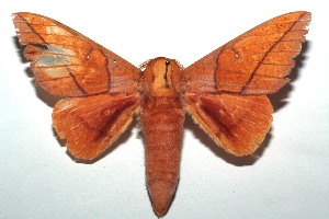  ( - 14-SRNP-104394)  @14 [ ] CreativeCommons - Attribution Non-Commercial Share-Alike (2015) Daniel H. Janzen Guanacaste Dry Forest Conservation Fund