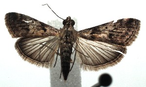  ( - 14-SRNP-104861)  @14 [ ] CreativeCommons - Attribution Non-Commercial Share-Alike (2015) Daniel H. Janzen Guanacaste Dry Forest Conservation Fund