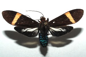  ( - 14-SRNP-104868)  @14 [ ] CreativeCommons - Attribution Non-Commercial Share-Alike (2015) Daniel H. Janzen Guanacaste Dry Forest Conservation Fund