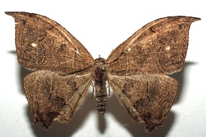  ( - 14-SRNP-104991)  @14 [ ] CreativeCommons - Attribution Non-Commercial Share-Alike (2015) Daniel H. Janzen Guanacaste Dry Forest Conservation Fund