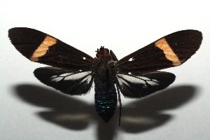  ( - 14-SRNP-105058)  @14 [ ] CreativeCommons - Attribution Non-Commercial Share-Alike (2015) Daniel H. Janzen Guanacaste Dry Forest Conservation Fund