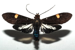  ( - 14-SRNP-105062)  @14 [ ] CreativeCommons - Attribution Non-Commercial Share-Alike (2015) Daniel H. Janzen Guanacaste Dry Forest Conservation Fund