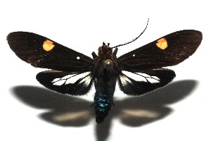  ( - 14-SRNP-105063)  @14 [ ] CreativeCommons - Attribution Non-Commercial Share-Alike (2015) Daniel H. Janzen Guanacaste Dry Forest Conservation Fund