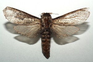  ( - 14-SRNP-105160)  @13 [ ] CreativeCommons - Attribution Non-Commercial Share-Alike (2015) Daniel H. Janzen Guanacaste Dry Forest Conservation Fund