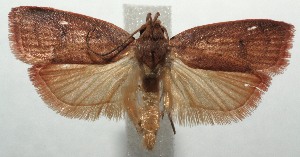  ( - 14-SRNP-105209)  @14 [ ] CreativeCommons - Attribution Non-Commercial Share-Alike (2015) Daniel H. Janzen Guanacaste Dry Forest Conservation Fund