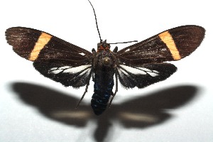  ( - 14-SRNP-105249)  @14 [ ] CreativeCommons - Attribution Non-Commercial Share-Alike (2015) Daniel H. Janzen Guanacaste Dry Forest Conservation Fund