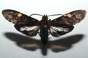  ( - 14-SRNP-105591)  @14 [ ] CreativeCommons  Attribution Non-Commercial Share-Alike (2016) Unspecified Guanacaste Dry Forest Conservation Fund