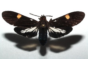  ( - 14-SRNP-105592)  @14 [ ] CreativeCommons  Attribution Non-Commercial Share-Alike (2016) Unspecified Guanacaste Dry Forest Conservation Fund