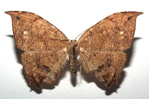  ( - 14-SRNP-105793)  @14 [ ] CreativeCommons  Attribution Non-Commercial Share-Alike (2016) Unspecified Guanacaste Dry Forest Conservation Fund