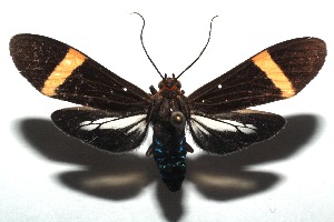  ( - 14-SRNP-105915)  @14 [ ] CreativeCommons  Attribution Non-Commercial Share-Alike (2016) Unspecified Guanacaste Dry Forest Conservation Fund