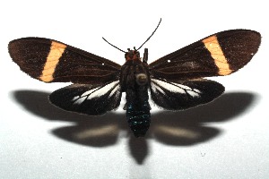  ( - 14-SRNP-105916)  @14 [ ] CreativeCommons  Attribution Non-Commercial Share-Alike (2016) Unspecified Guanacaste Dry Forest Conservation Fund