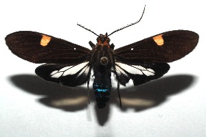  ( - 14-SRNP-105917)  @14 [ ] CreativeCommons  Attribution Non-Commercial Share-Alike (2016) Unspecified Guanacaste Dry Forest Conservation Fund