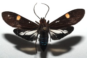  ( - 14-SRNP-105920)  @14 [ ] CreativeCommons  Attribution Non-Commercial Share-Alike (2016) Unspecified Guanacaste Dry Forest Conservation Fund