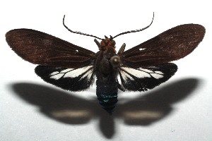  ( - 14-SRNP-105921)  @14 [ ] CreativeCommons  Attribution Non-Commercial Share-Alike (2016) Unspecified Guanacaste Dry Forest Conservation Fund