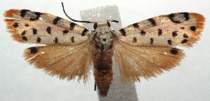  ( - 14-SRNP-105995)  @14 [ ] CreativeCommons  Attribution Non-Commercial Share-Alike (2016) Unspecified Guanacaste Dry Forest Conservation Fund