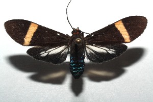  ( - 14-SRNP-106083)  @14 [ ] CreativeCommons  Attribution Non-Commercial Share-Alike (2016) Unspecified Guanacaste Dry Forest Conservation Fund