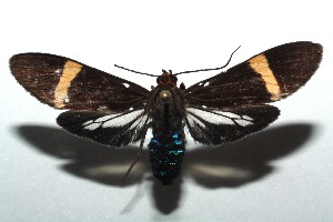  ( - 14-SRNP-106084)  @14 [ ] CreativeCommons  Attribution Non-Commercial Share-Alike (2016) Unspecified Guanacaste Dry Forest Conservation Fund