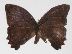  ( - 14-SRNP-71584)  @13 [ ] CreativeCommons  Attribution Non-Commercial Share-Alike (2016) Unspecified Guanacaste Dry Forest Conservation Fund