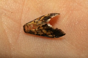  ( - 12-SRNP-85076)  @11 [ ] CreativeCommons - Attribution Non-Commercial Share-Alike (2014) Daniel H. Janzen Guanacaste Dry Forest Conservation Fund