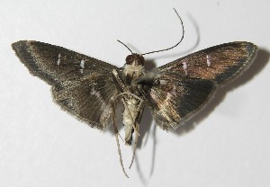  ( - 13-SRNP-2612)  @11 [ ] CreativeCommons - Attribution Non-Commercial Share-Alike (2014) Daniel H. Janzen Guanacaste Dry Forest Conservation Fund