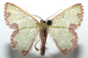  ( - 14-SRNP-100908)  @13 [ ] CreativeCommons - Attribution Non-Commercial Share-Alike (2014) Daniel H. Janzen Guanacaste Dry Forest Conservation Fund