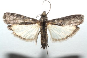  ( - 14-SRNP-100987)  @13 [ ] CreativeCommons - Attribution Non-Commercial Share-Alike (2014) Daniel H. Janzen Guanacaste Dry Forest Conservation Fund