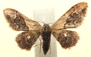  ( - 14-SRNP-101107)  @13 [ ] CreativeCommons - Attribution Non-Commercial Share-Alike (2014) Daniel H. Janzen Guanacaste Dry Forest Conservation Fund