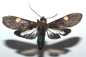  ( - 14-SRNP-101126)  @14 [ ] CreativeCommons - Attribution Non-Commercial Share-Alike (2014) Daniel H. Janzen Guanacaste Dry Forest Conservation Fund