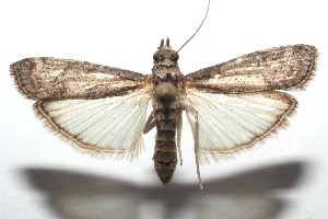  ( - 14-SRNP-101174)  @13 [ ] CreativeCommons - Attribution Non-Commercial Share-Alike (2014) Daniel H. Janzen Guanacaste Dry Forest Conservation Fund