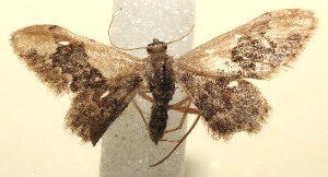  ( - 14-SRNP-101261)  @13 [ ] CreativeCommons - Attribution Non-Commercial Share-Alike (2014) Daniel H. Janzen Guanacaste Dry Forest Conservation Fund