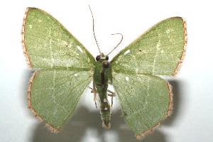 ( - 14-SRNP-101392)  @11 [ ] CreativeCommons - Attribution Non-Commercial Share-Alike (2014) Daniel H. Janzen Guanacaste Dry Forest Conservation Fund