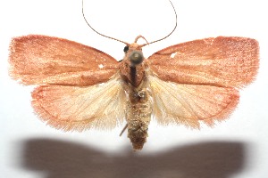  ( - 14-SRNP-101458)  @14 [ ] CreativeCommons - Attribution Non-Commercial Share-Alike (2014) Daniel H. Janzen Guanacaste Dry Forest Conservation Fund