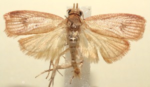  ( - 14-SRNP-102995)  @14 [ ] CreativeCommons - Attribution Non-Commercial Share-Alike (2015) Daniel H. Janzen Guanacaste Dry Forest Conservation Fund