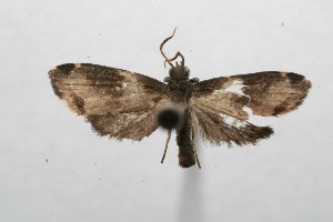  ( - 07-SRNP-111127)  @13 [ ] CreativeCommons - Attribution Non-Commercial Share-Alike (2008) Daniel H. Janzen Guanacaste Dry Forest Conservation Fund