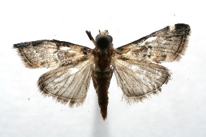  ( - 07-SRNP-112609)  @12 [ ] CreativeCommons - Attribution Non-Commercial Share-Alike (2008) Daniel H. Janzen Guanacaste Dry Forest Conservation Fund