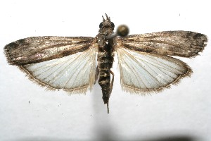  ( - 07-SRNP-113521)  @13 [ ] CreativeCommons - Attribution Non-Commercial Share-Alike (2008) Daniel H. Janzen Guanacaste Dry Forest Conservation Fund