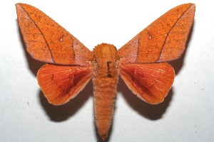  ( - 08-SRNP-101343)  @14 [ ] CreativeCommons - Attribution Non-Commercial Share-Alike (2008) Daniel H. Janzen Guanacaste Dry Forest Conservation Fund