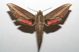  ( - 06-SRNP-107126)  @14 [ ] CreativeCommons - Attribution Non-Commercial Share-Alike (2007) Daniel H. Janzen Guanacaste Dry Forest Conservation Fund