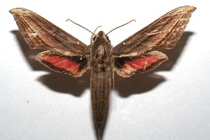  ( - 07-SRNP-110329)  @14 [ ] CreativeCommons - Attribution Non-Commercial Share-Alike (2008) Daniel H. Janzen Guanacaste Dry Forest Conservation Fund